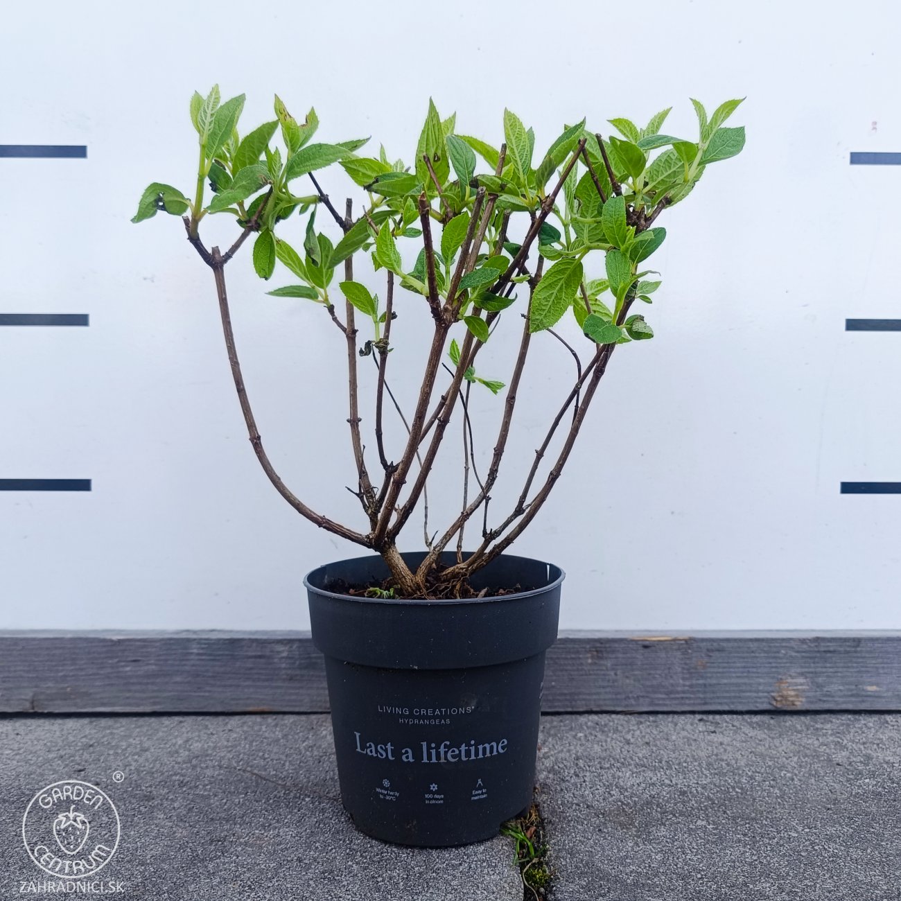 Obrázok Hortenzia metlinatá (Hydrangea paniculata) ´LIVING PINKY PROMISE´® by LIVING CREATIONS´® - výška 40-60 cm, kont. C2L